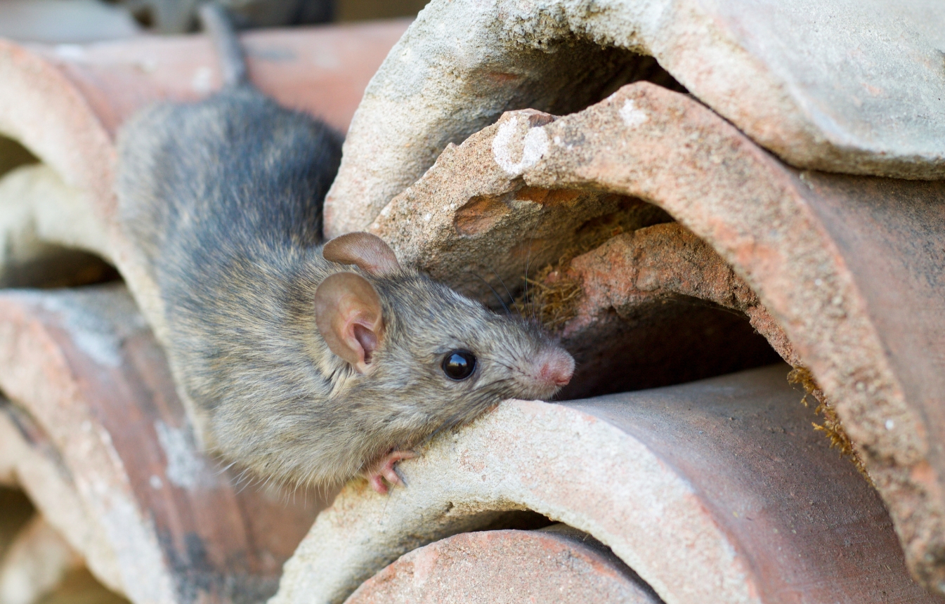 Rodent infestation requiring professional rodent control services in Modesto, California.