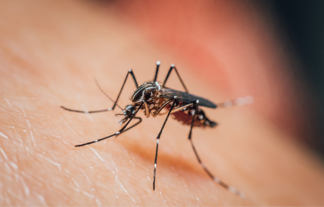 Close-up of a mosquito requiring professional mosquito control services in Modesto, California.