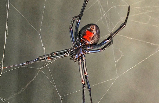 Spider web and spider activity around a residential property requiring professional spider prevention services in Modesto, California.