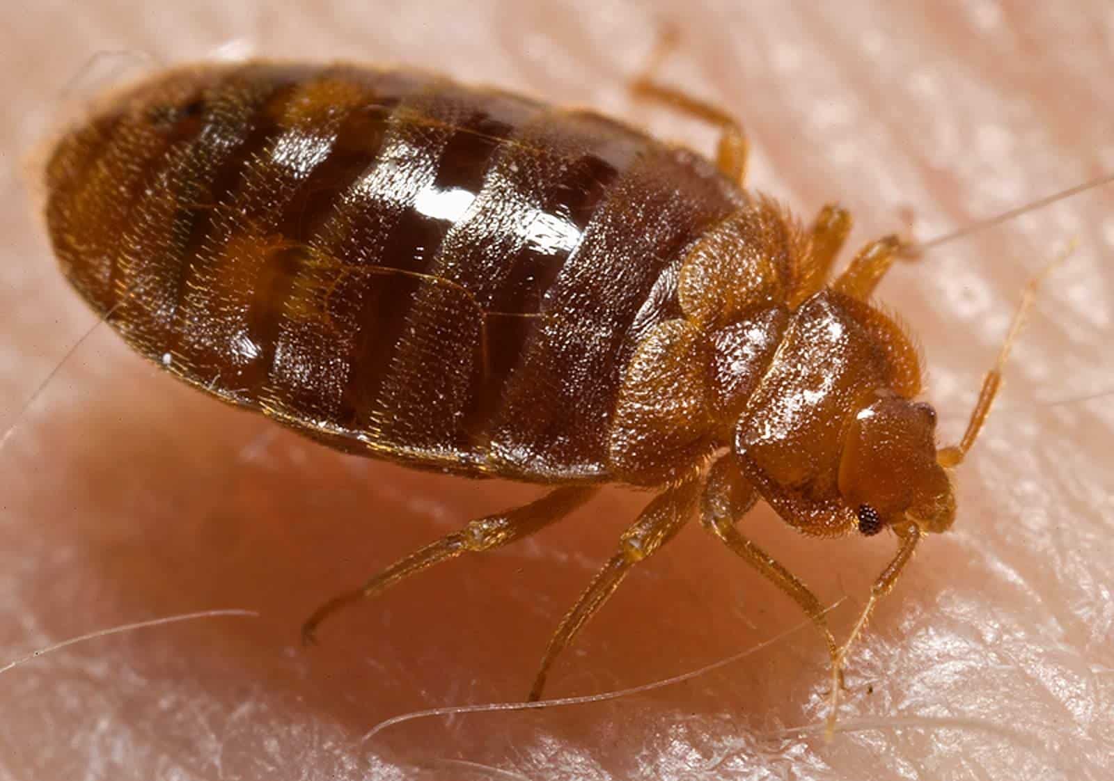 Close-up of a bed bug infestation requiring professional bed bug treatment services in Modesto, California.