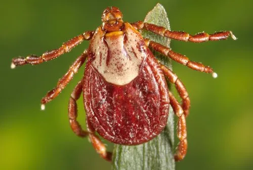 Close-up of a tick requiring professional tick control services in Modesto, California.