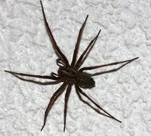 Close-up of a spider commonly found inside homes requiring professional spider control services in Modesto, California.
