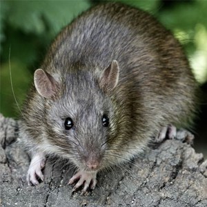 Close-up of a rodent infestation requiring professional rodent control services in Modesto, California.