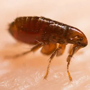 Close-up of a flea requiring professional flea control services in Modesto, California.