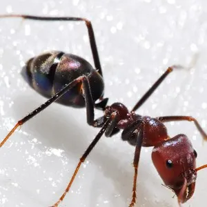 Close-up of ants requiring professional ant control services in Modesto, California.