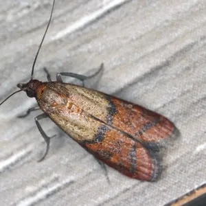 Close-up of a moth commonly found in homes requiring professional moth control services in Modesto, California.