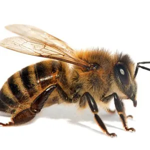 Close-up of bees near a hive requiring professional bee removal services in Modesto, California.