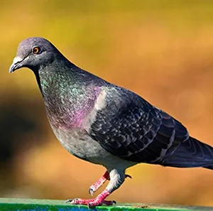 Pigeons roosting on a commercial building requiring professional pigeon control services in Modesto, California.