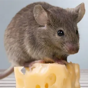 Close-up of a mouse commonly found in homes and businesses requiring professional rodent control services in Modesto, California.