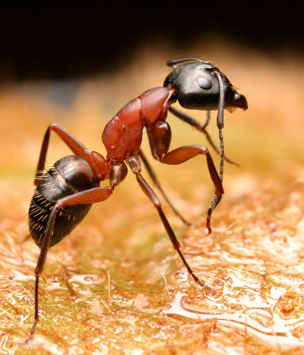 Ant Control Services in Modesto CA | Total Pest Management