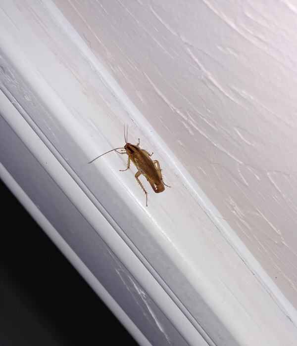 Close-up of a cockroach infestation requiring professional cockroach control services in Modesto, California.