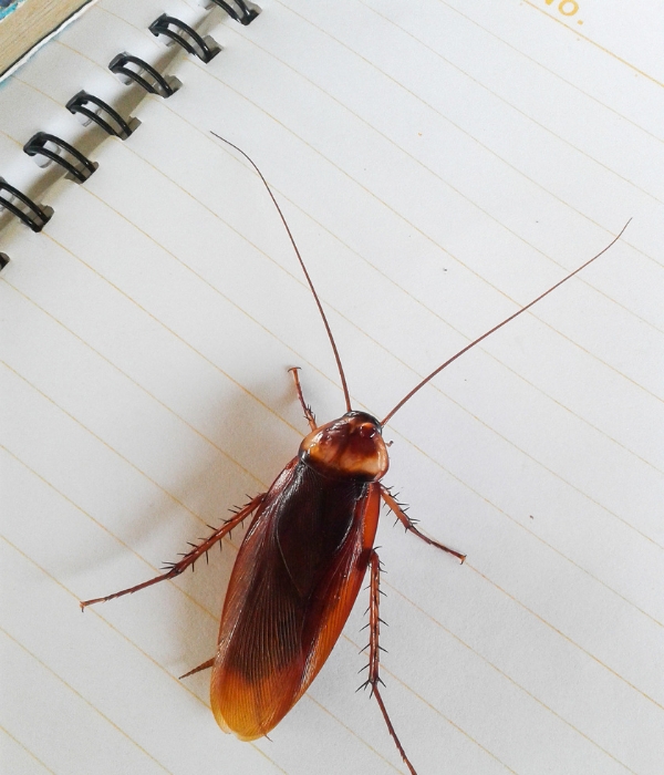 Close-up of a cockroach infestation requiring professional cockroach control services in Modesto, California.