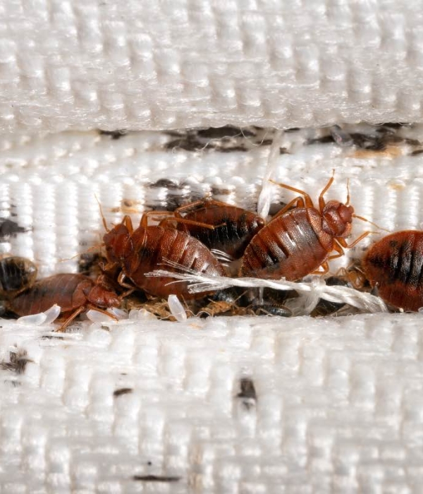Close-up of a bed bug infestation requiring professional bed bug treatment services in Modesto, California.
