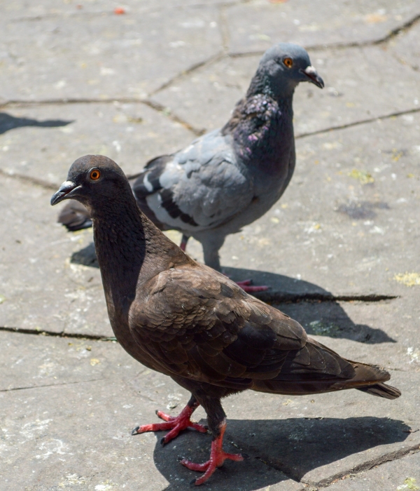 Pigeons roosting on a commercial building requiring professional pigeon control services in Modesto, California.