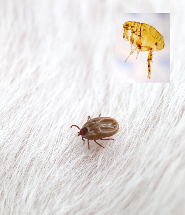 Close-up of fleas and ticks requiring professional flea and tick control services in Modesto, California.