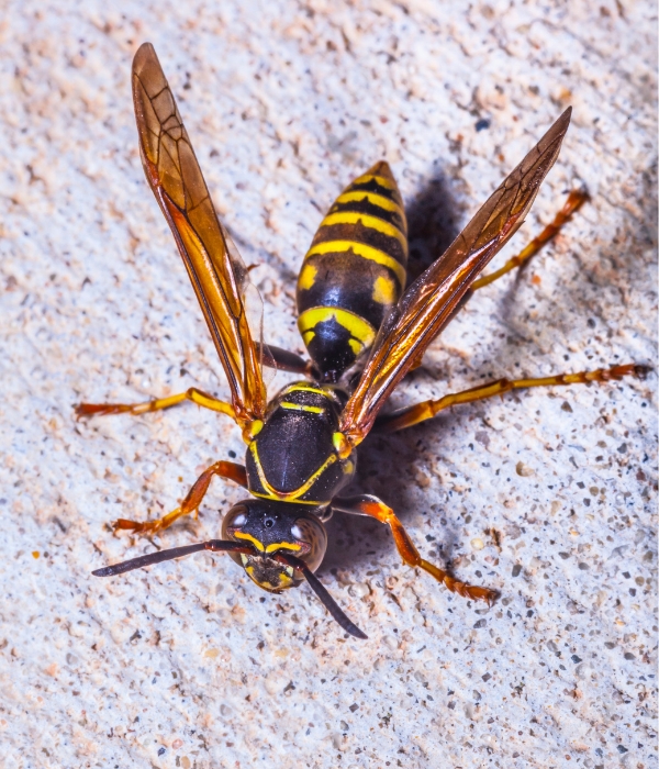 Close-up of a wasp nest on a residential property requiring professional wasp removal services in Modesto, California.